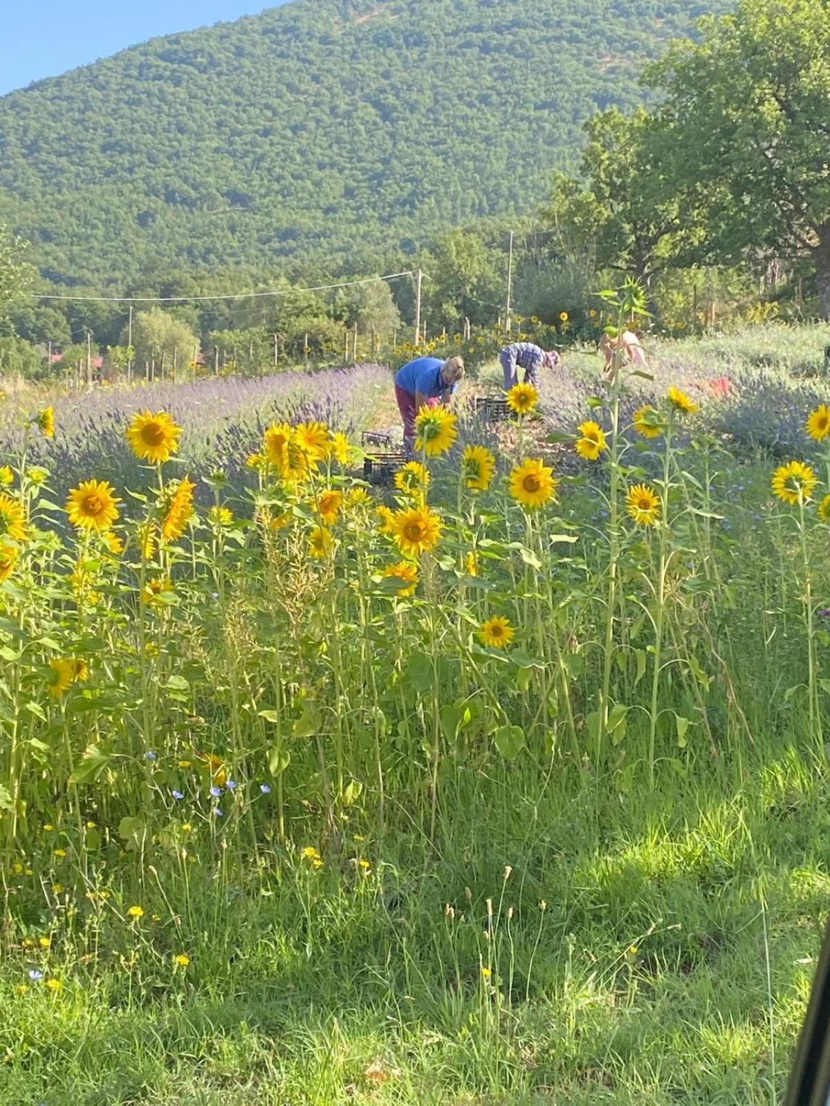 Azienda Agricola Il Querceto *